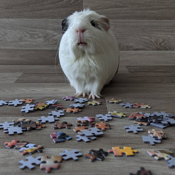 Guinea Pig Jigsaw Puzzle 1000 piece - Amongst the Flowers