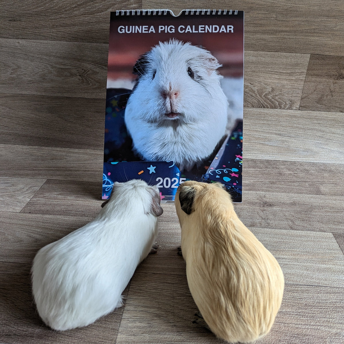Guinea Pig Calendar 2025 Everything Guinea Pig