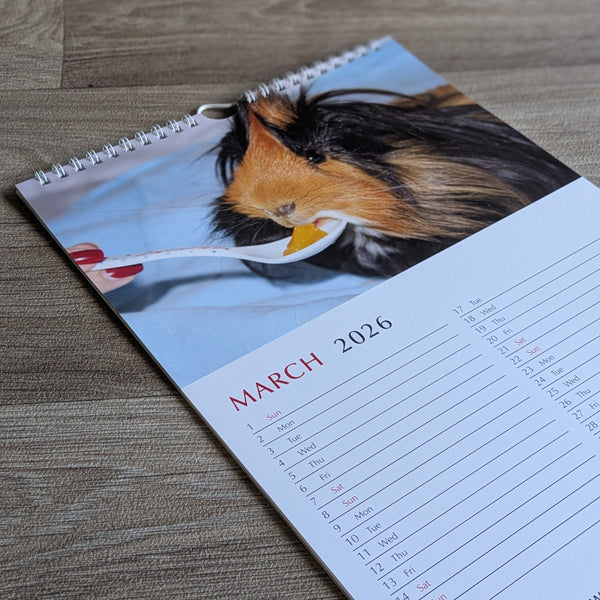 Guinea Pig Calendar 2026