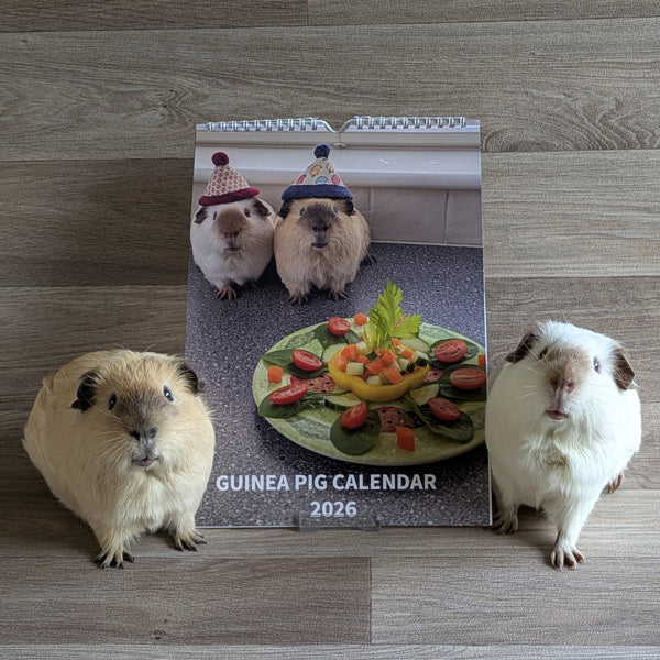 Guinea Pig Calendar 2026
