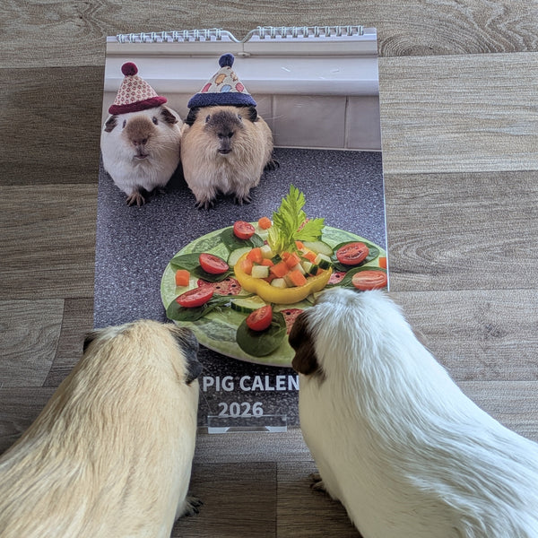 Guinea Pig Calendar 2026