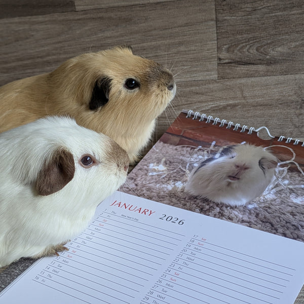 Guinea Pig Calendar 2026