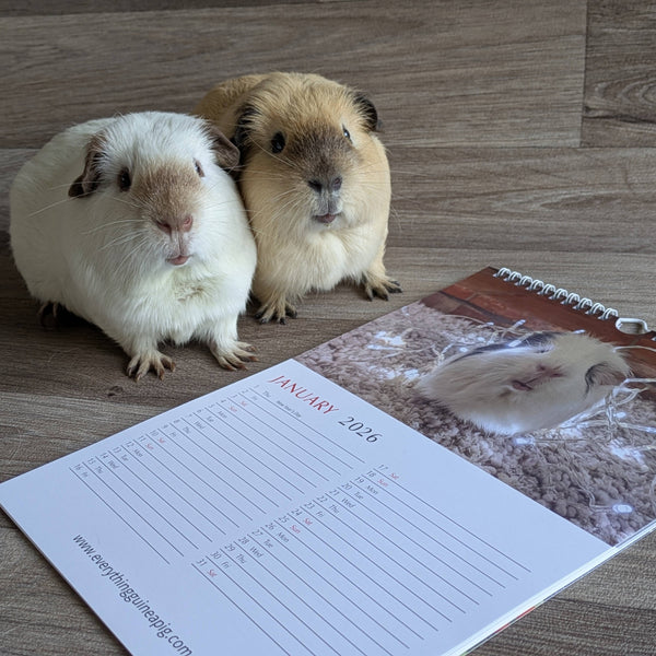 Guinea Pig Calendar 2026