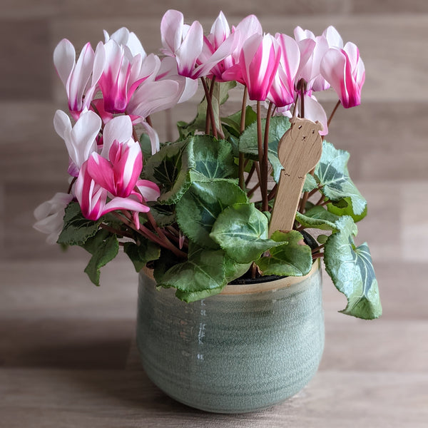 Wooden Guinea Pig Plant Markers - Pack of 4