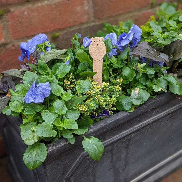 Wooden Guinea Pig Plant Markers - Pack of 4