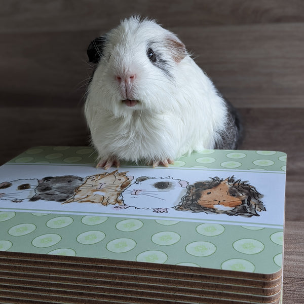 Guinea Pig Placemat