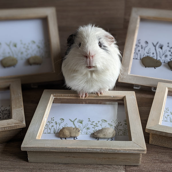 Guinea Pig Pebble Art Box Frame (Black)