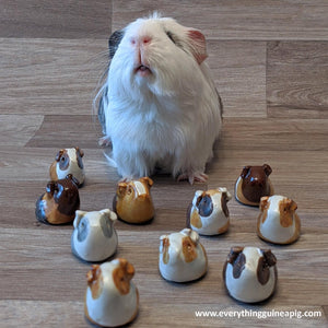 *BACK IN STOCK* - GUINEA PIG ORNAMENTS