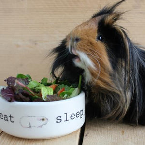 VITAMIN C AND GUINEA PIGS - EVERYTHING YOU NEED TO KNOW