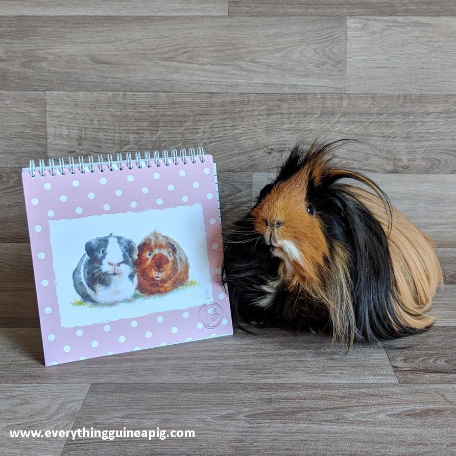 BACK TO SCHOOL....GUINEA PIG STYLE!