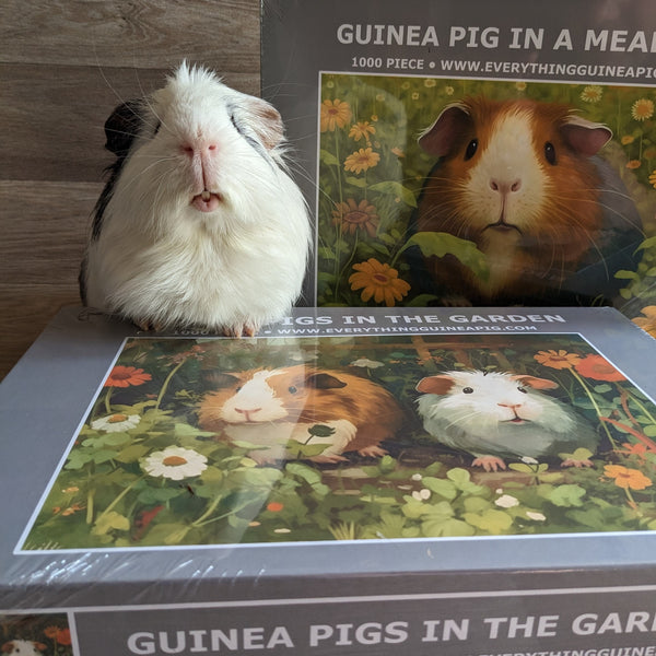 Guinea Pig Jigsaw Puzzle 1000 piece - Guinea Pig in a Meadow