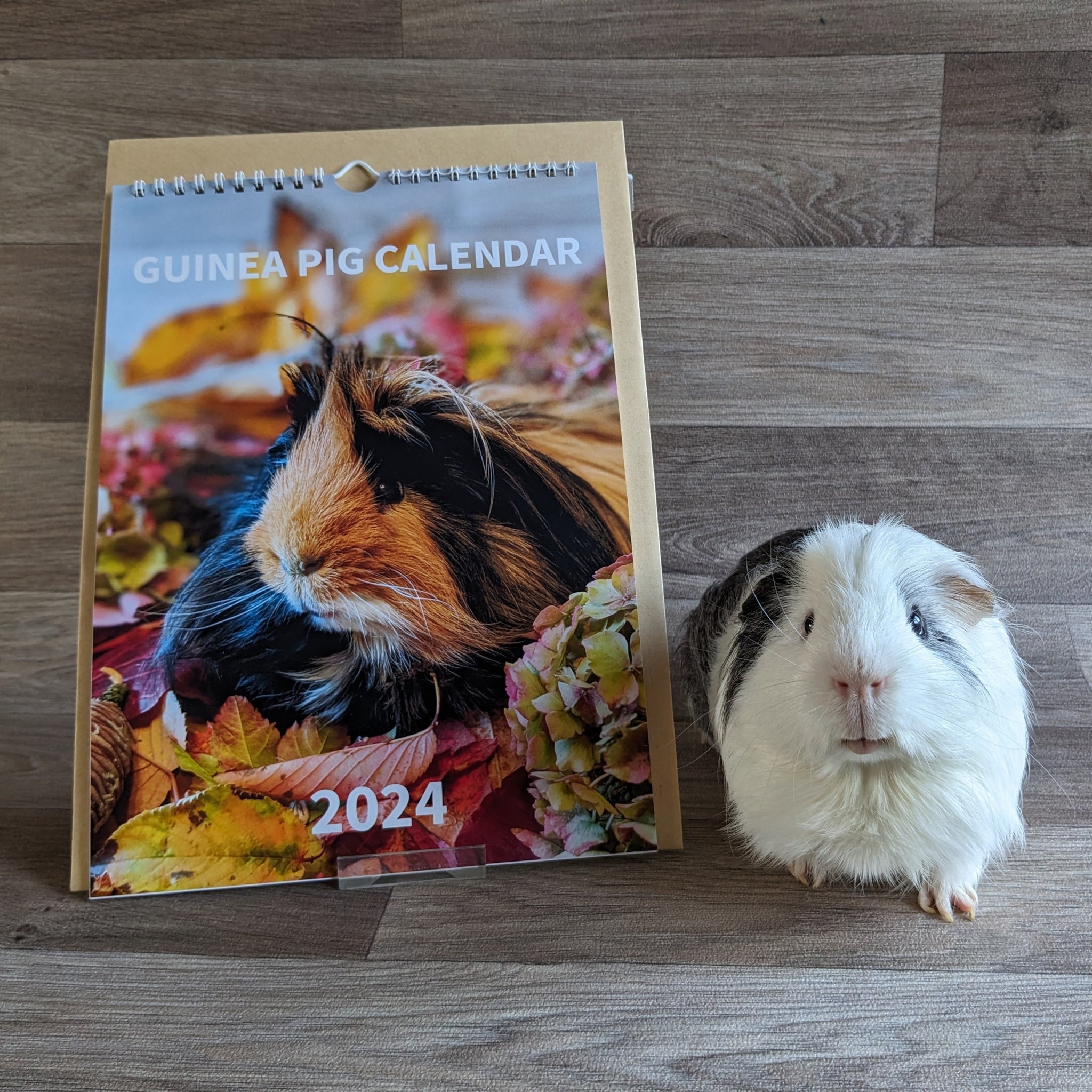 Guinea Pig Calendar 2024