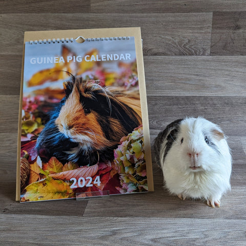Guinea Pig Calendar 2024