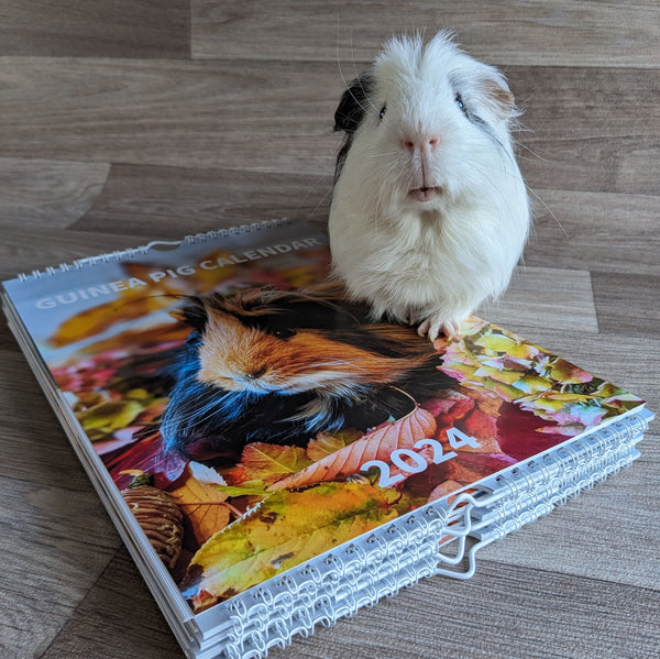 Guinea Pig Calendar 2024