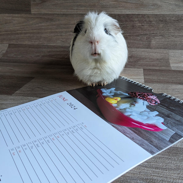 Guinea Pig Calendar 2024