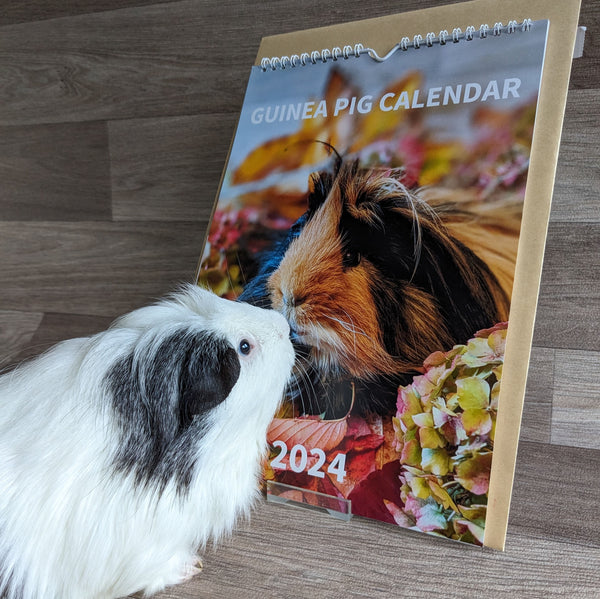 Guinea Pig Calendar 2024