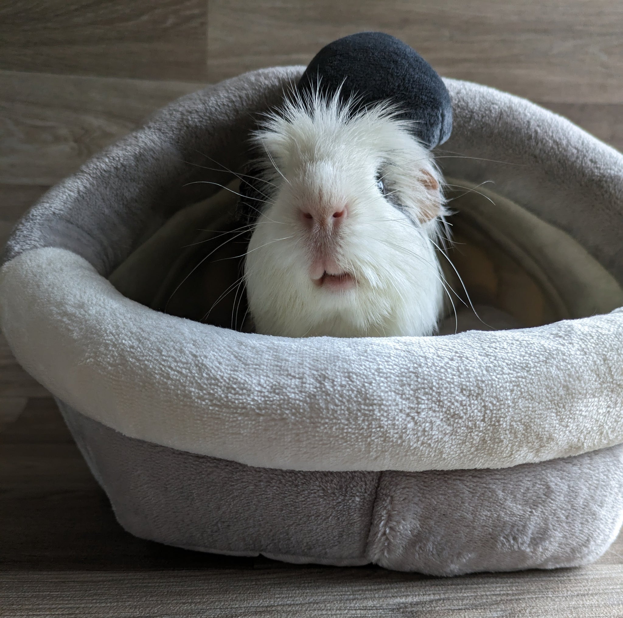 Guinea Pig Koala Bed