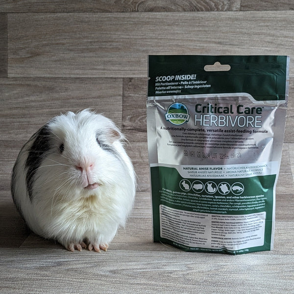 Oxbow Critical Care Feed for Herbivores 141g