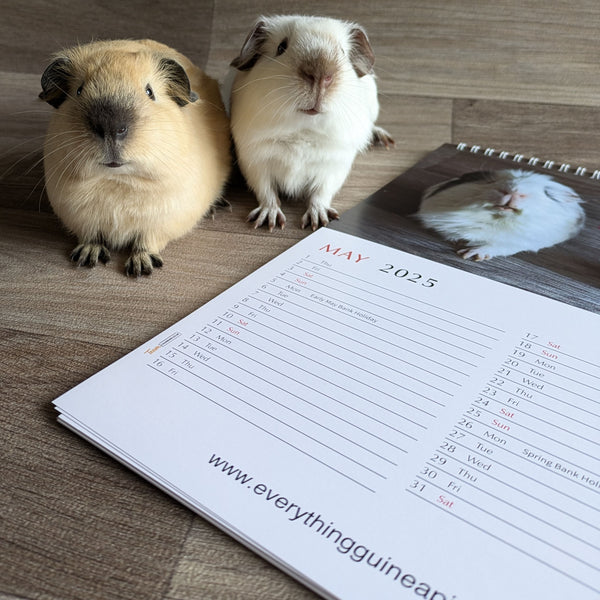 Guinea Pig Calendar 2025