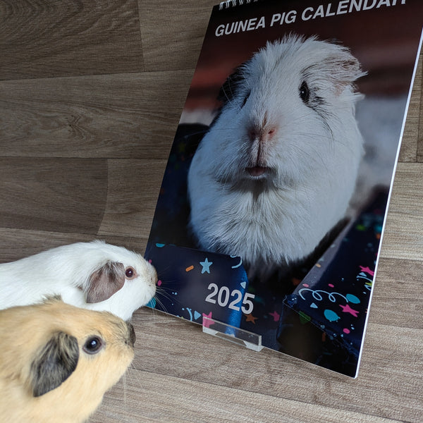Guinea Pig Calendar 2025