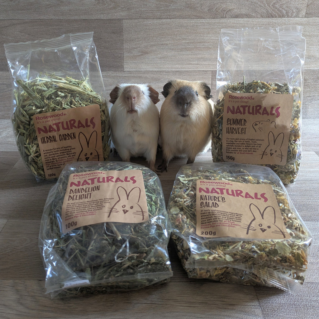 Beautiful view of Using Guinea Pig Safe Herbs