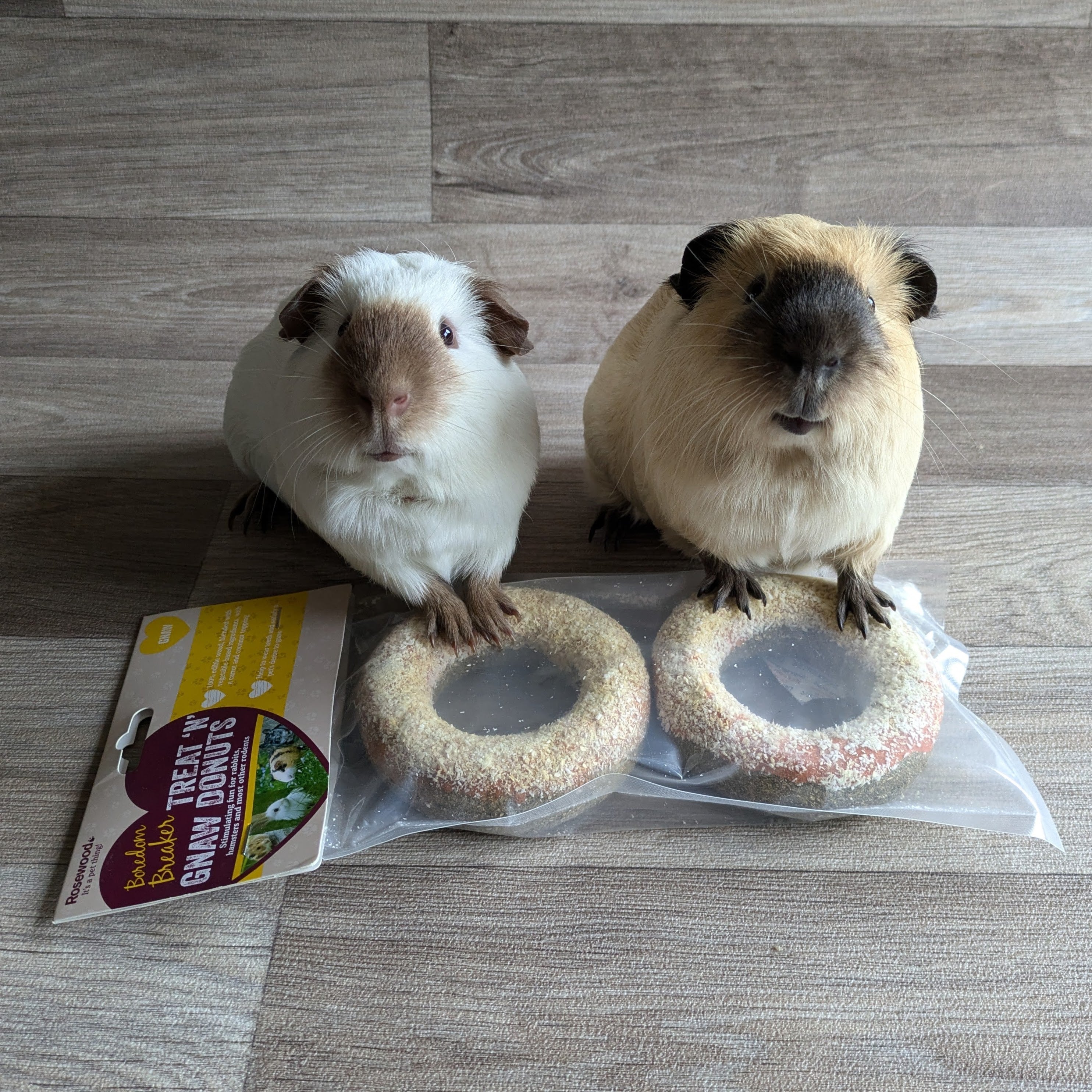 Abyssinian Guinea Pet Shops That Sell Guinea Pigs Brindle