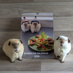 Guinea Pig Calendar 2026