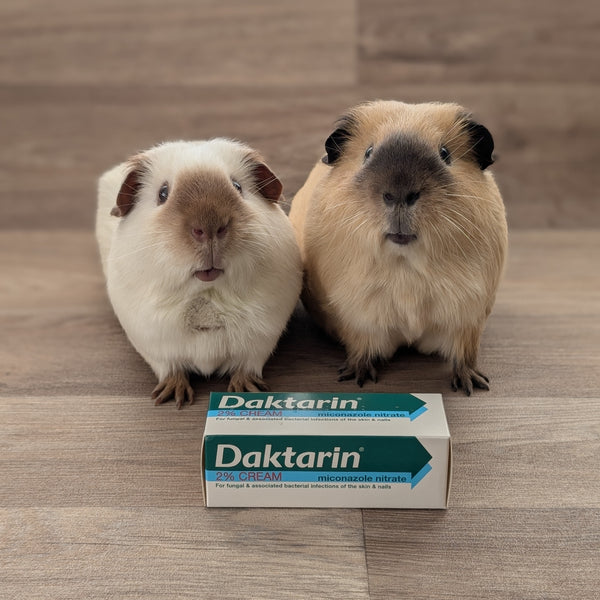 Daktarin (Miconazole 2%) topical antifungal cream for guinea pigs
