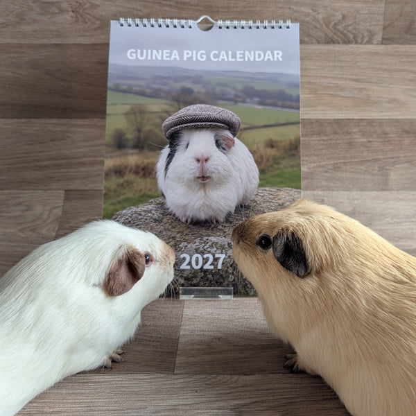 Guinea Pig Calendar 2027