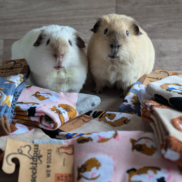 Guinea Pig Socks (Size L, UK 9-12) Posh Pigs