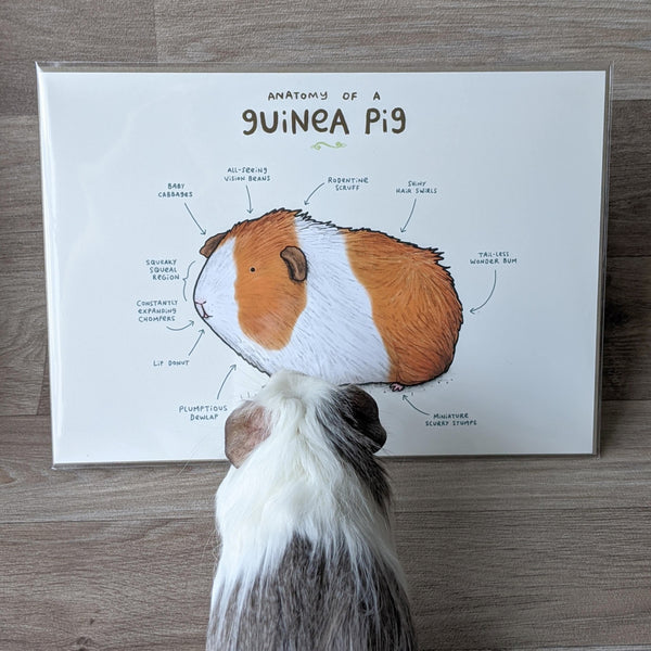 Anatomy of a Guinea Pig A4 Art Print