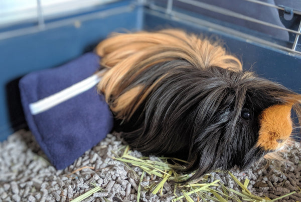 Guinea Pig Ice Pack - Blue