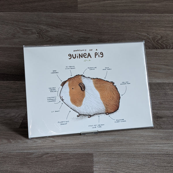 Anatomy of a Guinea Pig A4 Art Print