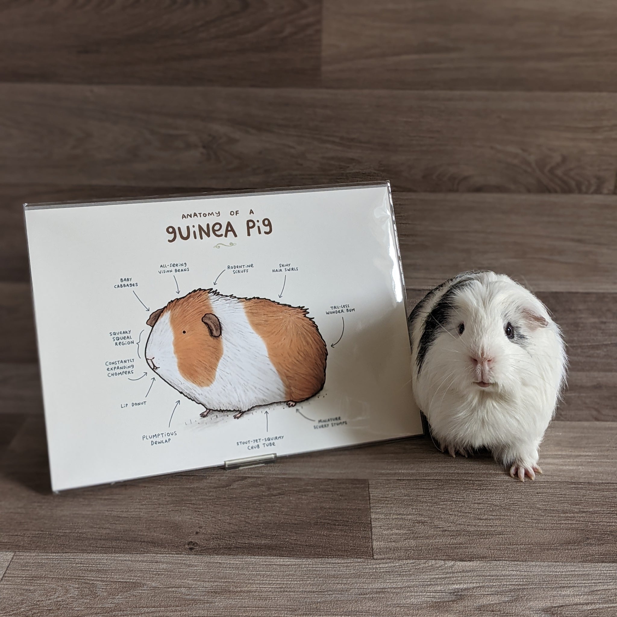 Anatomy of a Guinea Pig A4 Art Print