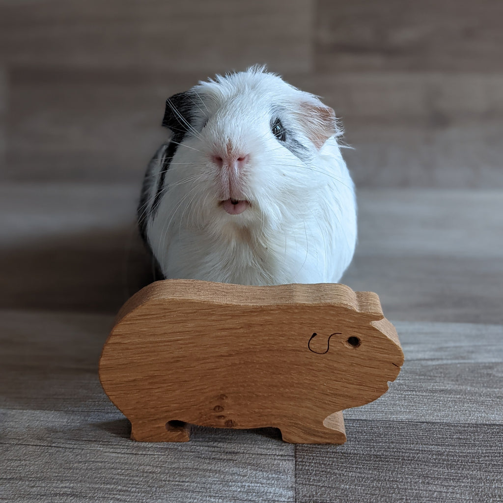 Free guinea pig best sale stuff