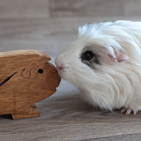 Oak Guinea Pig Clock