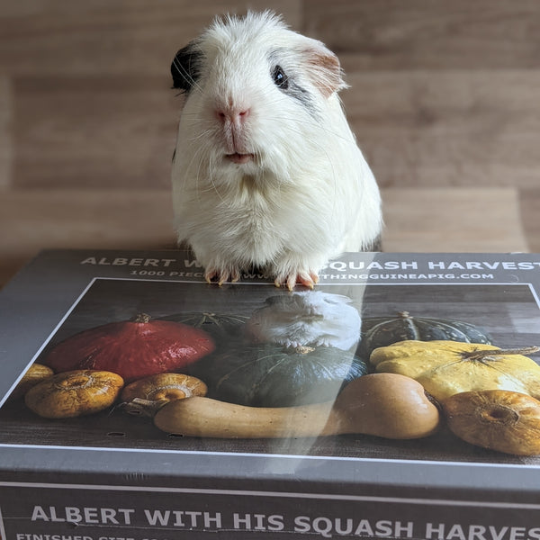 Guinea Pig Jigsaw Puzzle 1000 piece - Albert with his Squash Harvest