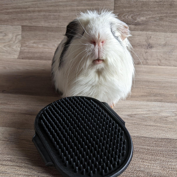Guinea Pig Grooming Brush