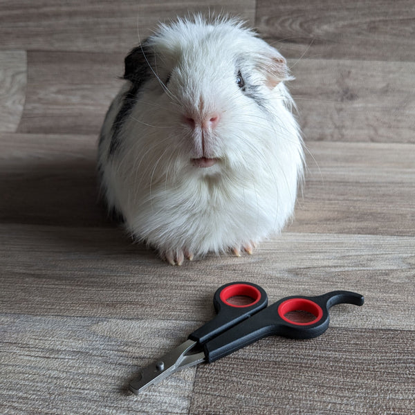 Guinea Pig Grooming Kit