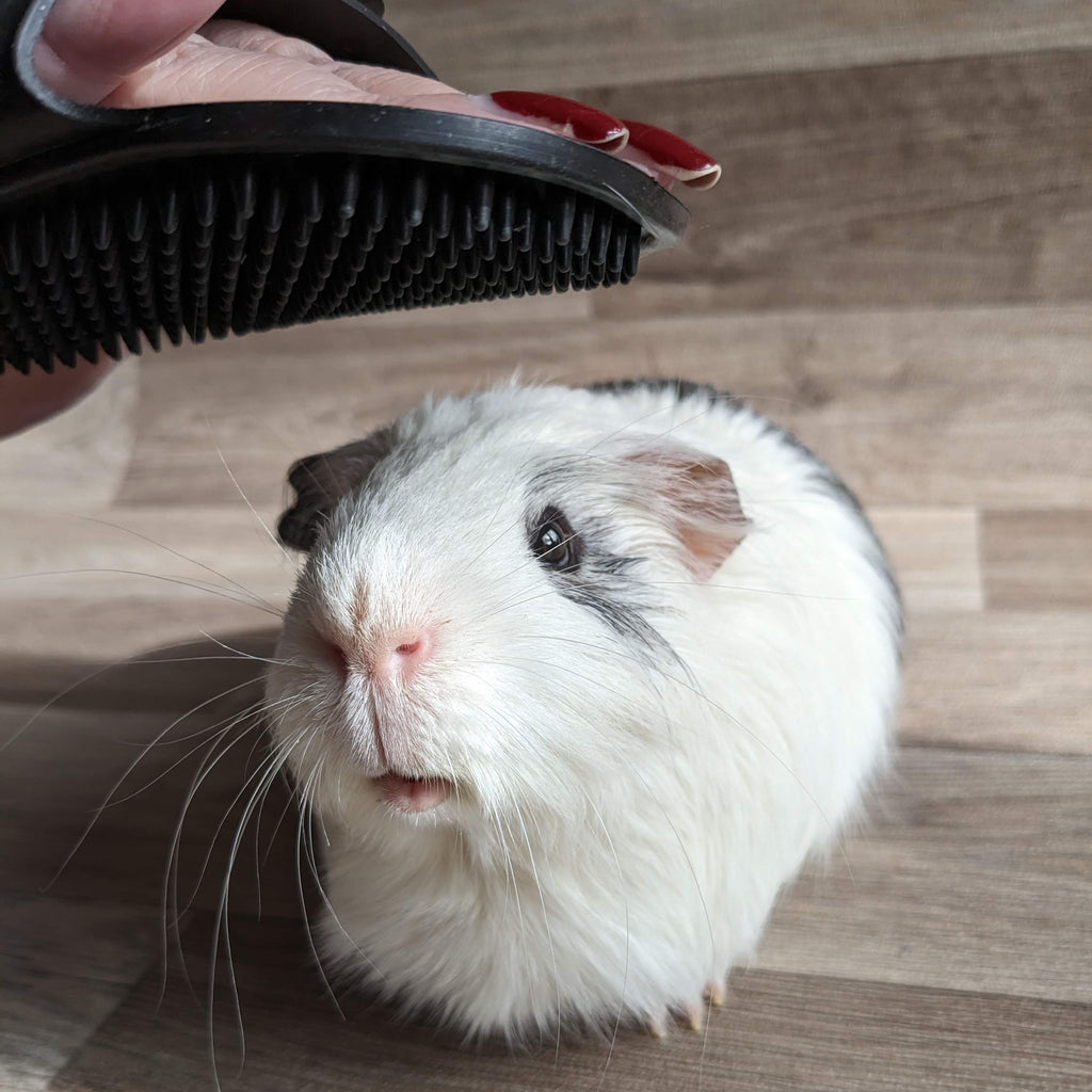 Bunny Brush 16-Piece Rabbit Grooming Kit With Brush, Hair Remover