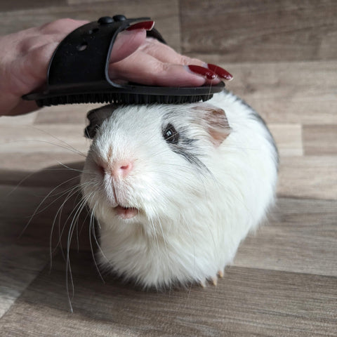 Guinea pig probiotic clearance