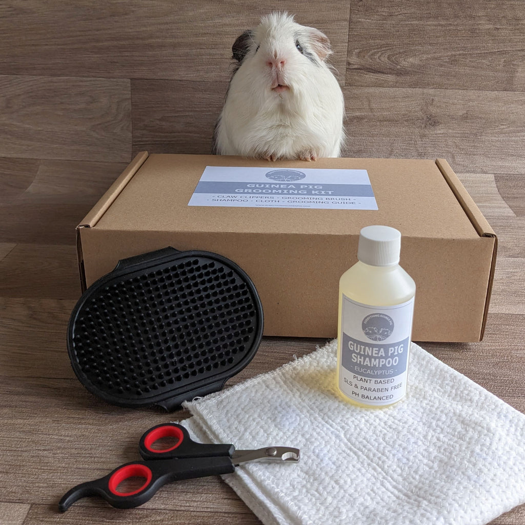 Illustration of Grooming Tips For Guinea Pig Owners